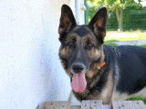 M&acirc;le type berger Allemand de 7 ans &agrave; placer