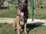 Mâle type berger Malinois à placer