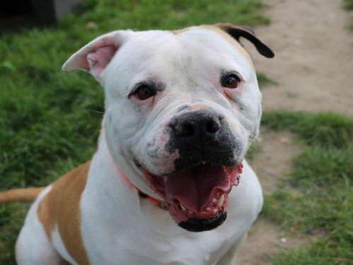 Male Type Dogo Argentino Marron Et Blanc A Placer Petite Annonce Chien