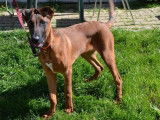 M&acirc;le adulte crois&eacute; de type Dobermann couleur fauve &agrave; adopter