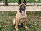 Jeune mâle de type berger Belge Malinois couleur sable disponible