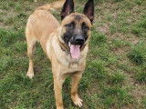 Jeune mâle de type berger Belge Malinois couleur sable disponible