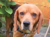 Mâle adulte 4 ans croisé de type Beagle couleur fauve disponible