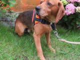 Mâle adulte 4 ans croisé de type Beagle couleur fauve disponible