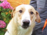 Jeune mâle croisé de type berger couleur sable et blanc à adopter