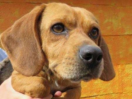 Jeune mâle croisé de type Beagle couleur fauve disponible