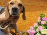 Jeune mâle croisé de type Beagle couleur fauve disponible