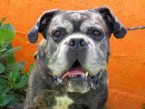 Mâle adulte de type Cane Corso âgé de 8 ans couleur fauve disponible