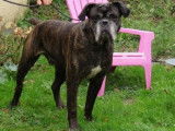 Mâle adulte de type Cane Corso âgé de 8 ans couleur fauve disponible
