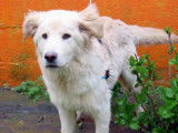 Jeune mâle croisé type Golden Retriever couleur sable à adopter