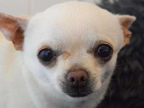 Mâle adulte de type Chihuahua couleur sable disponible