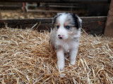 Chiots Border collie à vendre