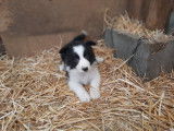 Chiots Border collie à vendre