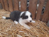 Chiots Border collie à vendre