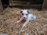 Chiots Border collie à vendre