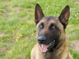 Mâle adulte de type berger Belge Malinois couleur fauve disponible