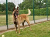 Mâle adulte de type berger Belge Malinois couleur fauve disponible
