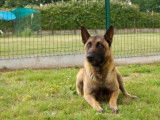 Mâle adulte de type berger Belge Malinois couleur fauve disponible