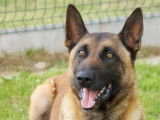 Mâle adulte de type berger Belge Malinois couleur fauve disponible