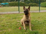 Mâle adulte de type berger Belge Malinois couleur fauve disponible