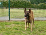 Mâle adulte de type berger Belge Malinois couleur fauve disponible