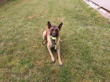 Mâle adulte de type berger Belge Malinois couleur fauve disponible