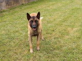 Mâle adulte de type berger Belge Malinois couleur fauve disponible