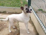 Jeune mâle croisé de type terrier couleur blanc disponible