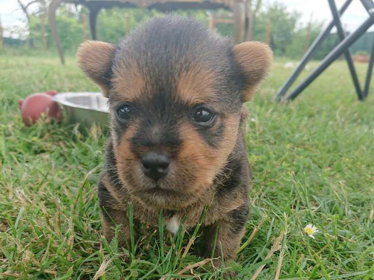 Chiot Norwich Terrier mâle à vendre