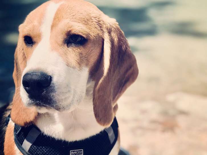 Beagle disponible pour saillie