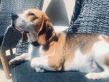 Beagle disponible pour saillie