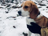 Beagle disponible pour saillie