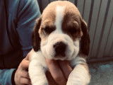 Beagle disponible pour saillie