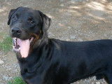 Mâle adulte type Rottweiler de catégorie 2 couleur noir à adopter