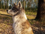 Akita inu LOF disponible pour saillie