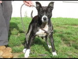 Femelle adulte croisée de type Staffordshire Bull Terrier couleur noir à adopter