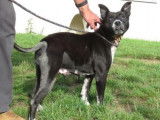 Femelle adulte croisée de type Staffordshire Bull Terrier couleur noir à adopter