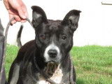 Femelle adulte croisée de type Staffordshire Bull Terrier couleur noir à adopter