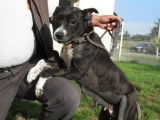 Femelle adulte croisée de type Staffordshire Bull Terrier couleur noir à adopter