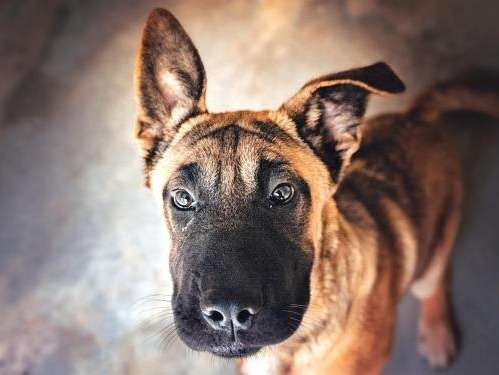 Femelle type berger Malinois à placer