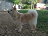 Chien Finnois de Laponie LOSH disponible pour saillie