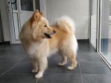 Chien Finnois de Laponie LOSH disponible pour saillie