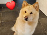 Chien Finnois de Laponie LOSH disponible pour saillie