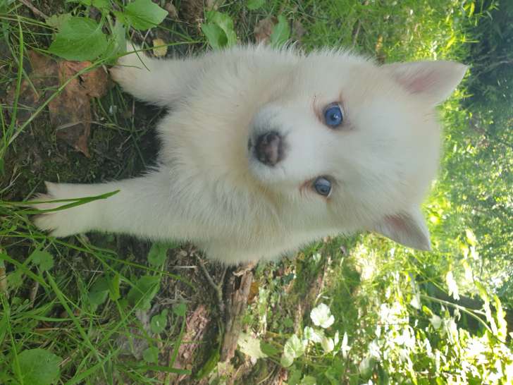 Chiot Pomsky F1 A Vendre Petite Annonce Chien Chiot Pomsky F1 A Vendre Petite Annonce Chien