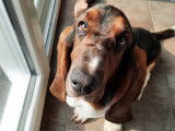 De race Basset Hound disponible pour saillie