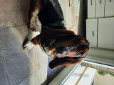 De race Basset Hound disponible pour saillie
