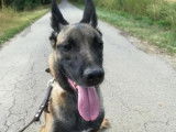 Mâle Berger Malinois non-LOF à placer