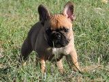 Chiot bouledogue fran&ccedil;ais femelle fauve LOF &agrave; vendre