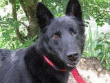 Mâle adulte croisé de type berger 6 ans couleur noire disponible