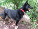 Mâle adulte croisé de type berger 6 ans couleur noire disponible